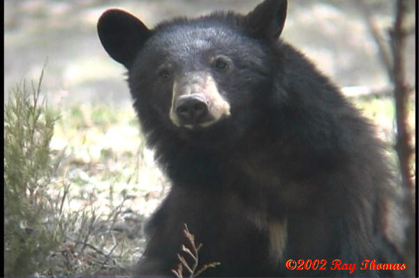 bear06.jpg